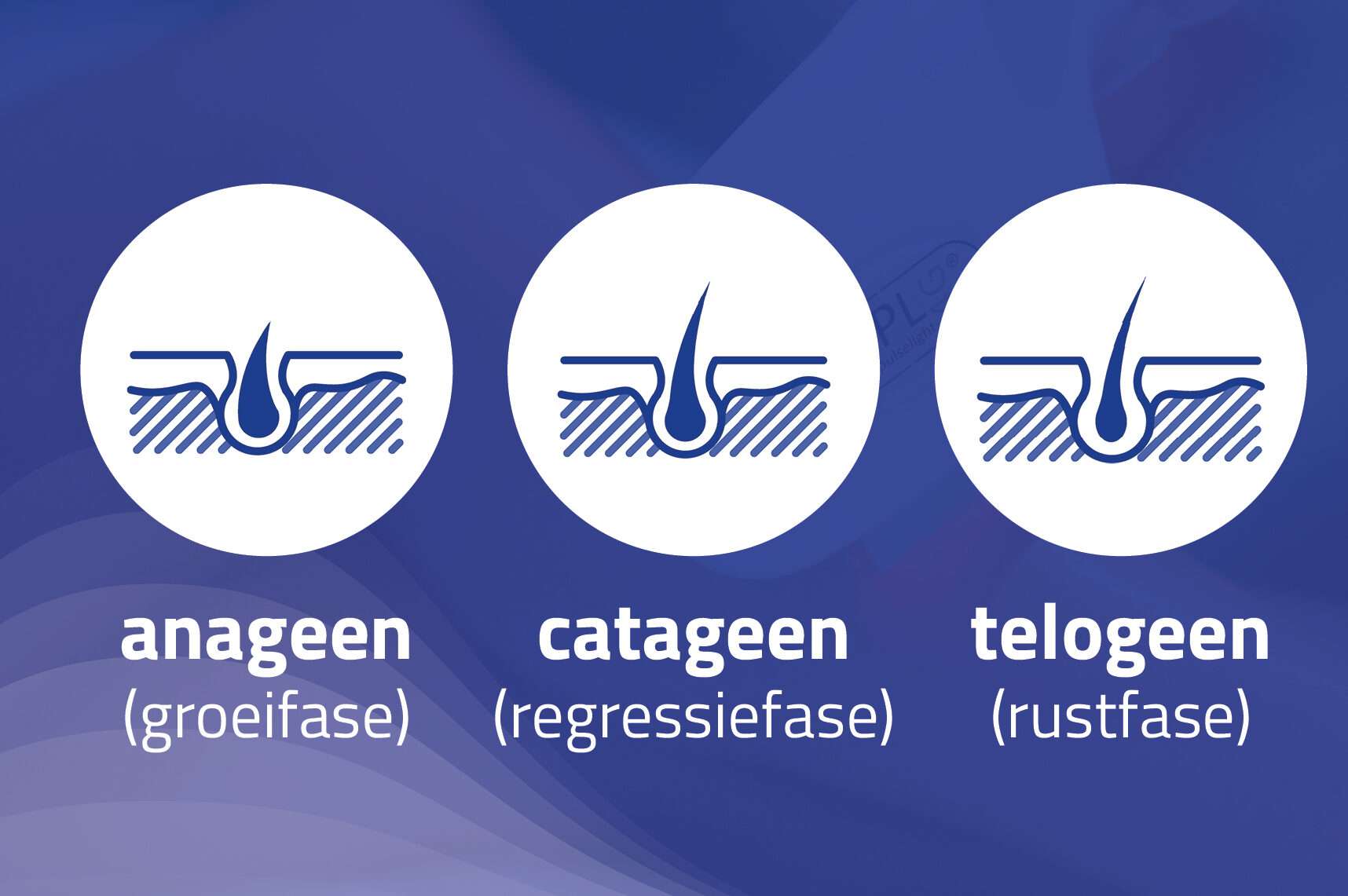Verschillende fases van haargroei